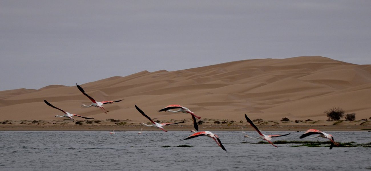 Visitar el Parque Nacional de Khenifiss en Marruecos