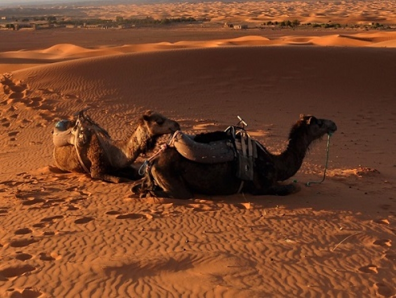 ¿Quieres viajar al desierto de Marruecos? No dejes de leer este post, para que tu viaje a Marruecos sea un éxito.